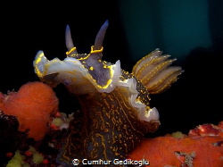 Felimare picta by Cumhur Gedikoglu 